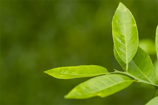 観葉植物を夏に外に出す5つのメリットと失敗しないコツ
