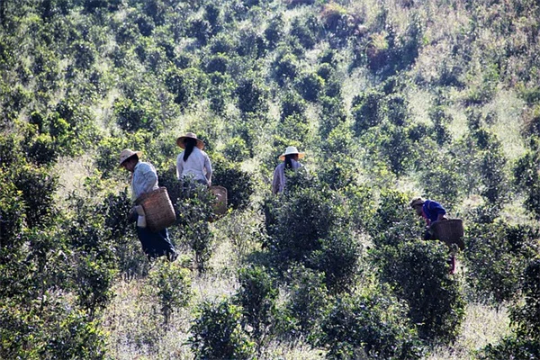 持続可能な食生活の始め方：誰でもできる簡単な実践方法と節約術