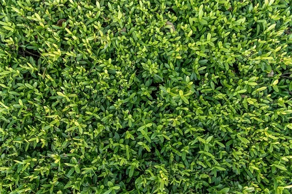 六月のバラのお手入れ、やるべき5つのコツを伝授