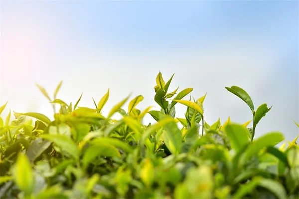 朝型？夜型？あなたの生活リズムに合った植物の選び方