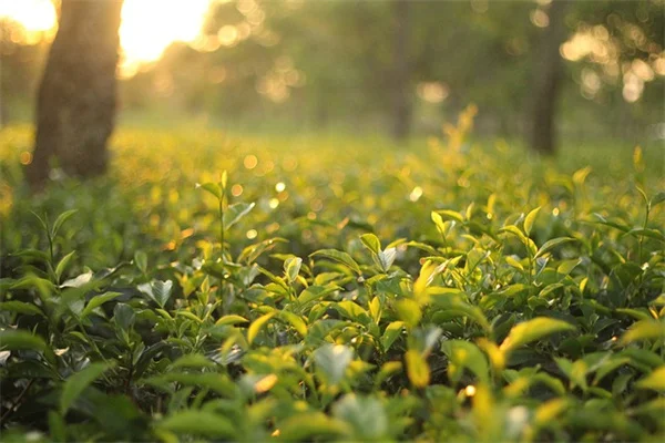 本当に効く！不安を和らげる室内植物の選び方