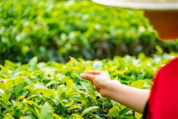 根茎秋海棠の育て方とは？初心者向けコツと注意点
