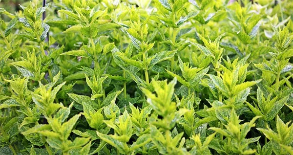 睡蓮の害虫と病気はこれで解決！がっちり教える予防と管理のコツ