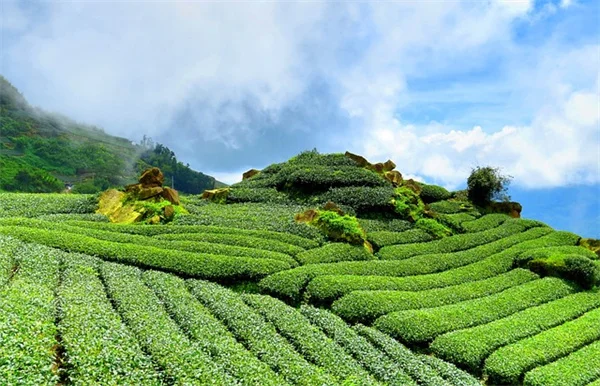 9月に植えるべき多年草7選とその理由