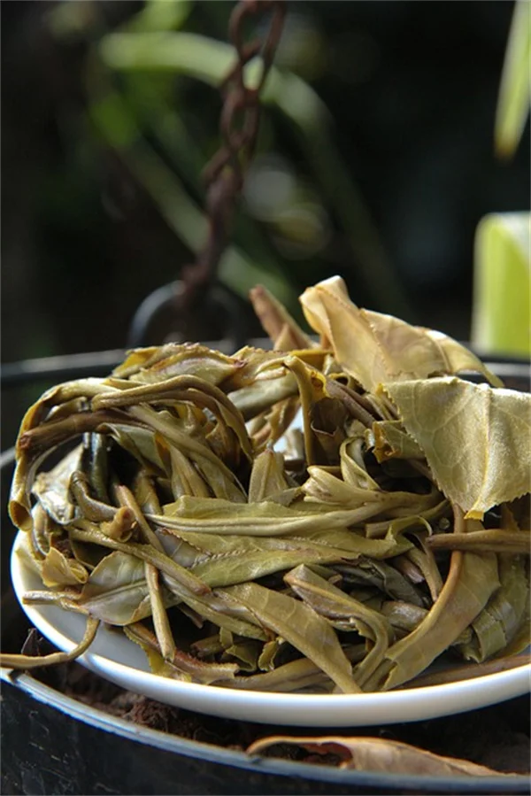 秋の常緑植物の挿し木で失敗しない7つのコツと完全ガイド